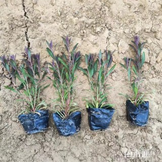 高度15厘米千鸟花