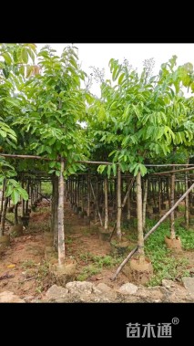 12公分大叶紫薇