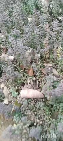 高度30厘米紫叶小檗