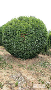 冠幅300厘米大叶黄杨球