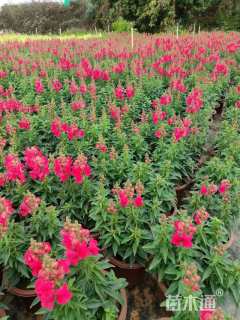 高度30厘米金鱼草