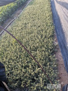 高度10厘米六月雪