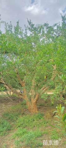 高度400厘米花石榴