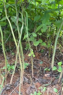 高度70厘米核桃