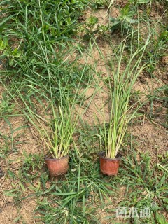 高度40厘米狼尾草