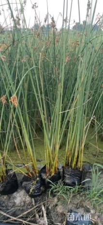 高度20厘米水葱