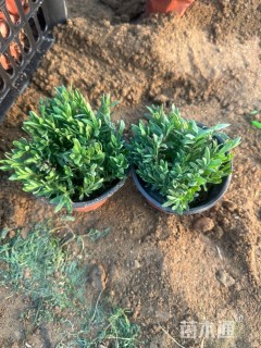 高度10厘米薰衣草