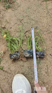 高度20厘米半枝莲