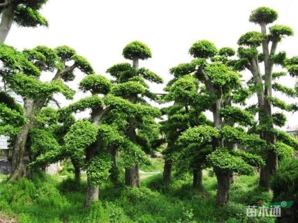 350厘米造型榆树