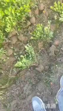 高度40厘米石岩杜鹃