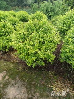 冠幅80厘米金叶女贞球