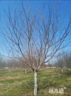 16公分日本晚樱