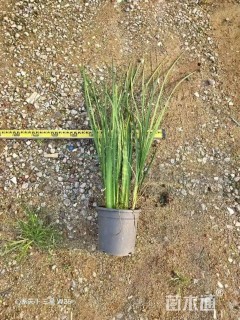 高度80厘米鸢尾