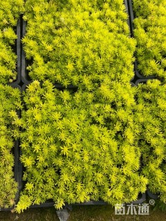 高度5厘米金叶佛甲草