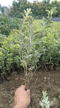 高度35厘米金边黄杨