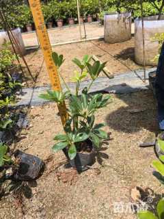 高度20厘米鸭脚木