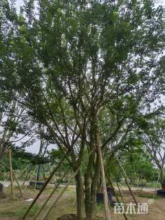 20公分(3杆)丛生朴树