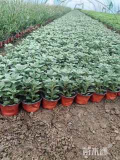 高度15厘米亚菊