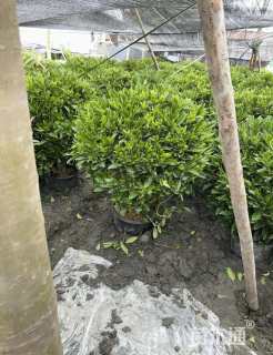 高度80厘米非洲茉莉球