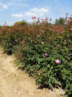 高度10厘米丰花月季