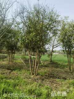 60公分丛生香泡