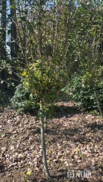 高度300厘米木槿