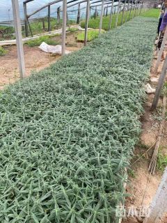 高度30厘米墨西哥鼠尾草