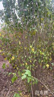 高度250厘米丛生木槿