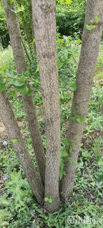 7公分(5杆)丛生银杏