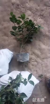 高度50厘米茶梅