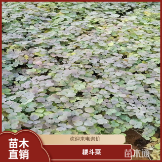 高度25厘米耧斗菜