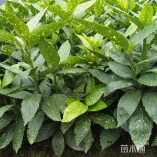 高度80厘米桃叶珊瑚小苗