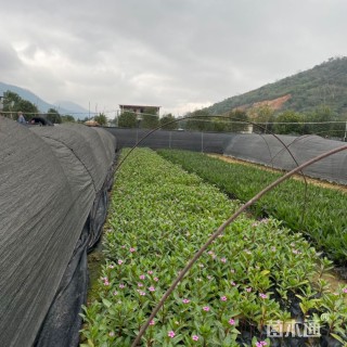 高度20厘米长春花