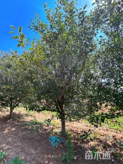 13公分苹果树