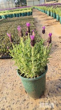 高度20厘米薰衣草