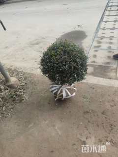 高度80厘米川滇蜡树