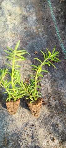 高度8厘米半枝莲