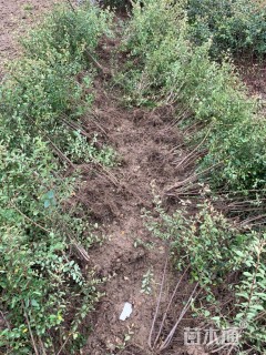 高度50厘米火棘