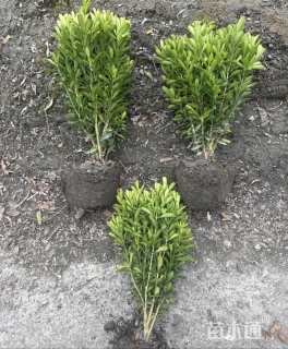 高度20厘米雀舌黄杨