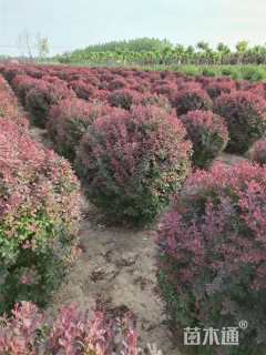 高度80厘米红叶小檗