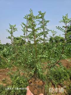 高度30厘米红刺玫