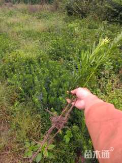 高度50厘米罗汉松小苗