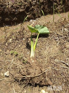 高度30厘米马蹄莲