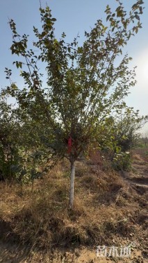 高度300厘米蜡梅