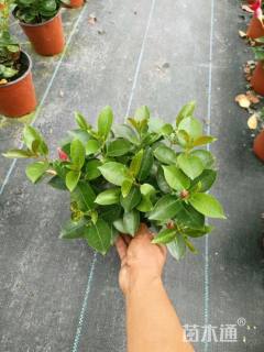 高度25厘米虎刺梅