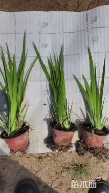 高度30厘米黄菖蒲