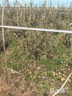 高度60厘米中华木绣球