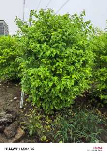 冠幅100厘米金边假连翘球