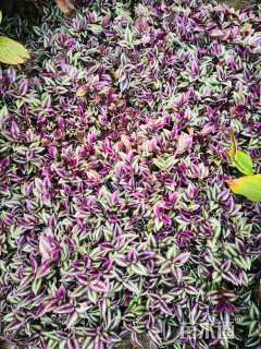 高度20厘米吊竹梅