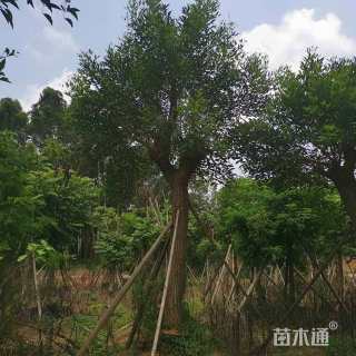 10公分大叶紫薇